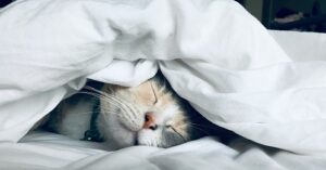 cat sleeping- chair masage maryland - Corporate Massage Kneads